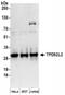 TPD52 Like 2 antibody, NBP2-36548, Novus Biologicals, Western Blot image 