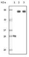 Dynamin-I antibody, TA336537, Origene, Western Blot image 