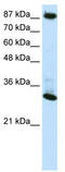 CCCTC-Binding Factor antibody, TA330058, Origene, Western Blot image 