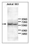 gp80 antibody, AP31764PU-N, Origene, Western Blot image 