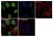 Zinc finger protein Helios antibody, 720419, Invitrogen Antibodies, Immunocytochemistry image 