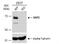 Protein Tyrosine Phosphatase Non-Receptor Type 11 antibody, NBP1-33064, Novus Biologicals, Western Blot image 