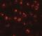 Protein maelstrom homolog antibody, NBP1-77139, Novus Biologicals, Immunocytochemistry image 