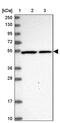 SLC8B1 antibody, PA5-59243, Invitrogen Antibodies, Western Blot image 