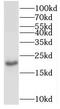 TP53RK Binding Protein antibody, FNab08901, FineTest, Western Blot image 