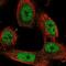 Stromal Antigen 1 antibody, NBP2-54976, Novus Biologicals, Immunofluorescence image 
