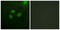 RPA32 antibody, LS-C117924, Lifespan Biosciences, Immunofluorescence image 