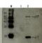 HIV-1 Env gp41 antibody, 65-008, BioAcademia Inc, Western Blot image 