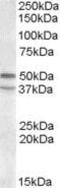 5-Hydroxytryptamine Receptor 7 antibody, PA5-19124, Invitrogen Antibodies, Western Blot image 
