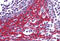 Forkhead Box O3 antibody, MBS244433, MyBioSource, Immunohistochemistry frozen image 