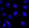 5-azacytidine-induced protein 1 antibody, IHC-00363, Bethyl Labs, Immunohistochemistry paraffin image 