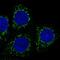 Mitochondrial-processing peptidase subunit beta antibody, NBP1-92120, Novus Biologicals, Immunofluorescence image 