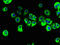 Receptor Accessory Protein 3 antibody, LS-C399295, Lifespan Biosciences, Immunofluorescence image 