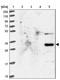 Solute Carrier Family 35 Member B4 antibody, NBP2-13329, Novus Biologicals, Western Blot image 