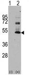 PHF-tau antibody, AP11390PU-N, Origene, Western Blot image 