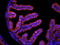 Sodium channel protein type 1 subunit alpha antibody, orb214555, Biorbyt, Immunocytochemistry image 