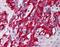 Dynein light chain 1, cytoplasmic antibody, MBS421454, MyBioSource, Immunohistochemistry paraffin image 