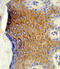 Polypeptide N-acetylgalactosaminyltransferase 3 antibody, LS-C166355, Lifespan Biosciences, Immunohistochemistry frozen image 