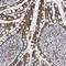 Crystallin Zeta antibody, NBP1-89533, Novus Biologicals, Immunohistochemistry frozen image 