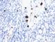 Myeloid Associated Differentiation Marker antibody, V7179IHC-7ML, NSJ Bioreagents, Immunohistochemistry frozen image 