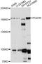 Protocadherin 9 antibody, A14760, ABclonal Technology, Western Blot image 