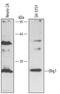 Oligodendrocyte transcription factor 1 antibody, MAB2417, R&D Systems, Western Blot image 