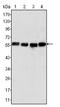 Vimentin antibody, AM06304SU-N, Origene, Western Blot image 