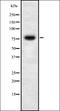 Ring Finger Protein 6 antibody, orb337686, Biorbyt, Western Blot image 