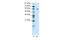 FEZ Family Zinc Finger 2 antibody, 29-043, ProSci, Western Blot image 