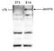 Lysine-specific demethylase 5B antibody, CI1106, Boster Biological Technology, Western Blot image 