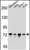 Protocadherin Beta 15 antibody, PA5-48325, Invitrogen Antibodies, Western Blot image 