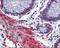 CREB Binding Protein antibody, NBP1-52906, Novus Biologicals, Immunohistochemistry paraffin image 
