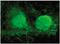 Vezatin, Adherens Junctions Transmembrane Protein antibody, AP55383SU-N, Origene, Immunofluorescence image 
