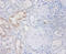 Ribonuclease A Family Member 2 antibody, A52888-100, Epigentek, Immunohistochemistry paraffin image 