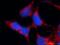 Glutaminase antibody, 23549-1-AP, Proteintech Group, Immunofluorescence image 