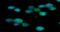 Zebrin II antibody, GTX57650, GeneTex, Immunofluorescence image 