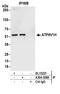 ATPase H+ Transporting V1 Subunit H antibody, A304-308A, Bethyl Labs, Immunoprecipitation image 