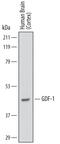 Growth Differentiation Factor 1 antibody, MAB6937, R&D Systems, Western Blot image 