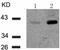 NFKB Inhibitor Epsilon antibody, TA322730, Origene, Western Blot image 