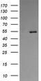 Protein disulfide-isomerase A3 antibody, CF505008, Origene, Western Blot image 