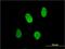X-Ray Repair Cross Complementing 6 antibody, H00002547-M01, Novus Biologicals, Immunocytochemistry image 