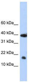 RNA Polymerase II Subunit I antibody, TA343591, Origene, Western Blot image 