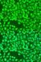 Fms Related Tyrosine Kinase 4 antibody, LS-C748361, Lifespan Biosciences, Immunofluorescence image 