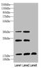 SFT2 Domain Containing 2 antibody, A63410-100, Epigentek, Western Blot image 