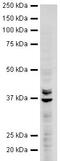 Heterogeneous nuclear ribonucleoproteins A2/B1 antibody, ab31645, Abcam, Western Blot image 