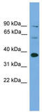 IRF1 antibody, TA341785, Origene, Western Blot image 