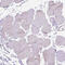 Gasdermin A antibody, HPA023313, Atlas Antibodies, Immunohistochemistry frozen image 