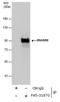 HMMR antibody, PA5-31870, Invitrogen Antibodies, Immunoprecipitation image 