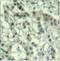 Aurora Kinase A antibody, orb15004, Biorbyt, Immunohistochemistry paraffin image 
