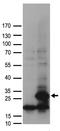 RNA Polymerase II Subunit G antibody, TA890034, Origene, Western Blot image 